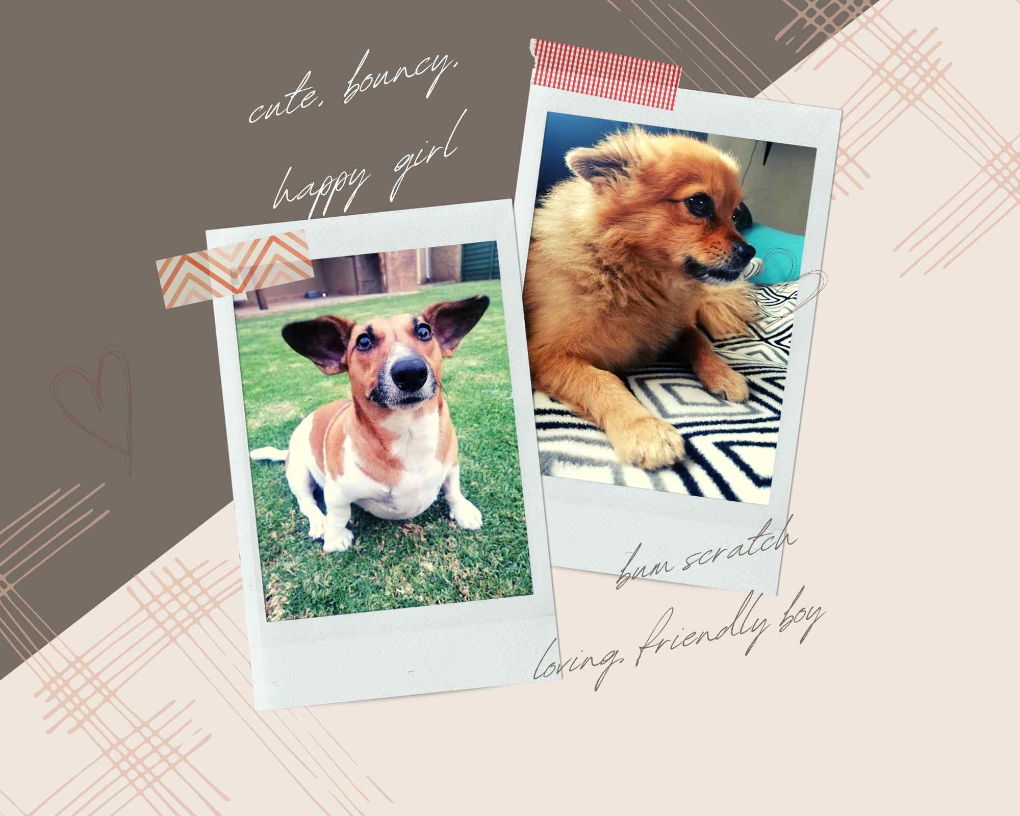 Paw Paw Pets - Danielle Smit