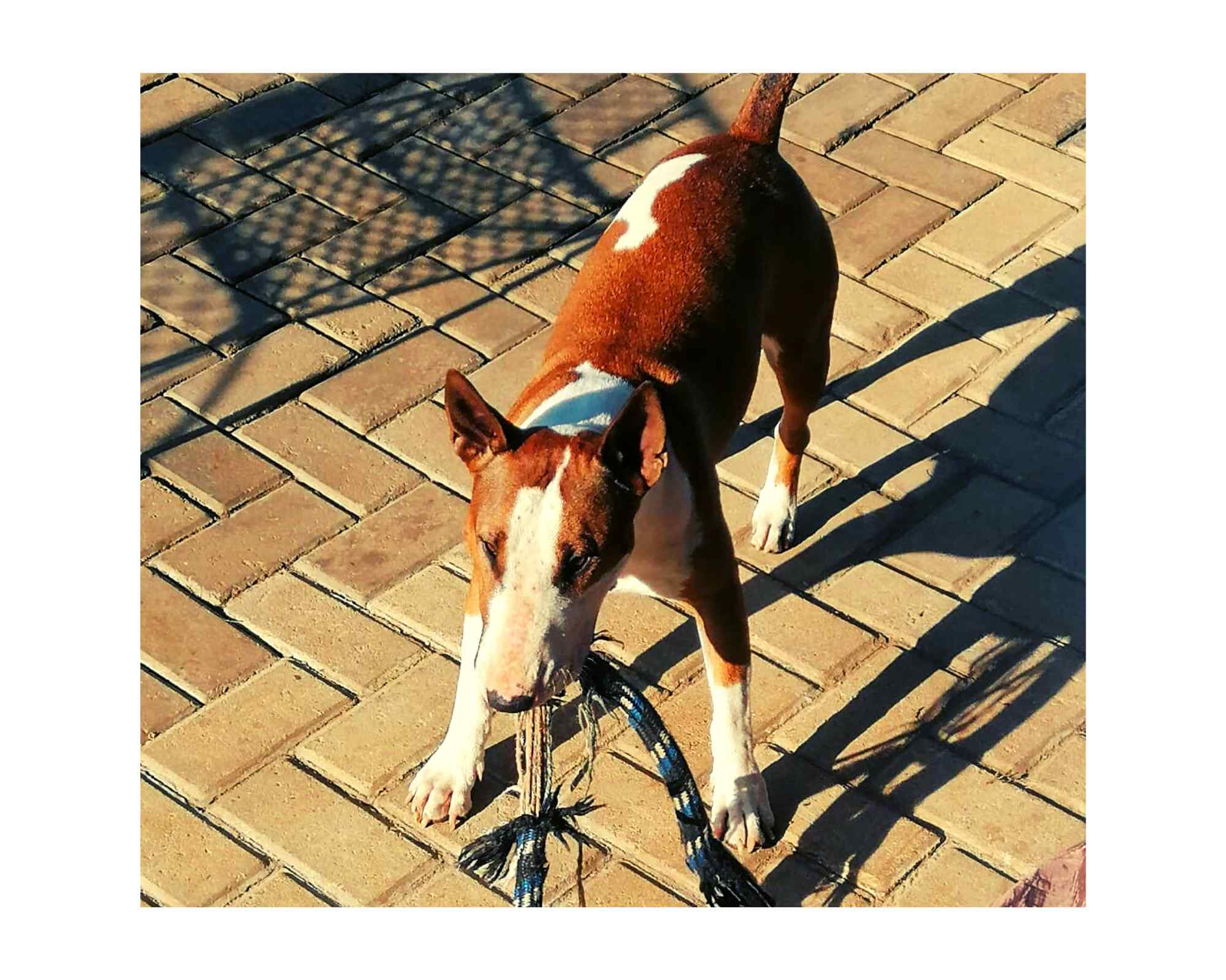 Paw Paw Pets - Khalik Karim & Cutie Pie